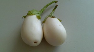ALBERGINIA blanca ALBERGINIA blanca