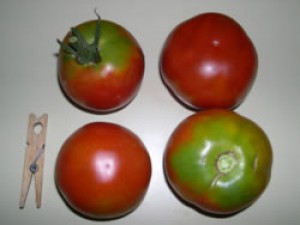 TOMÀQUET D'AMANIR TOMÀQUET D'AMANIR