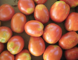 TOMÀQUET varietat pera  TOMÀQUET varietat pera